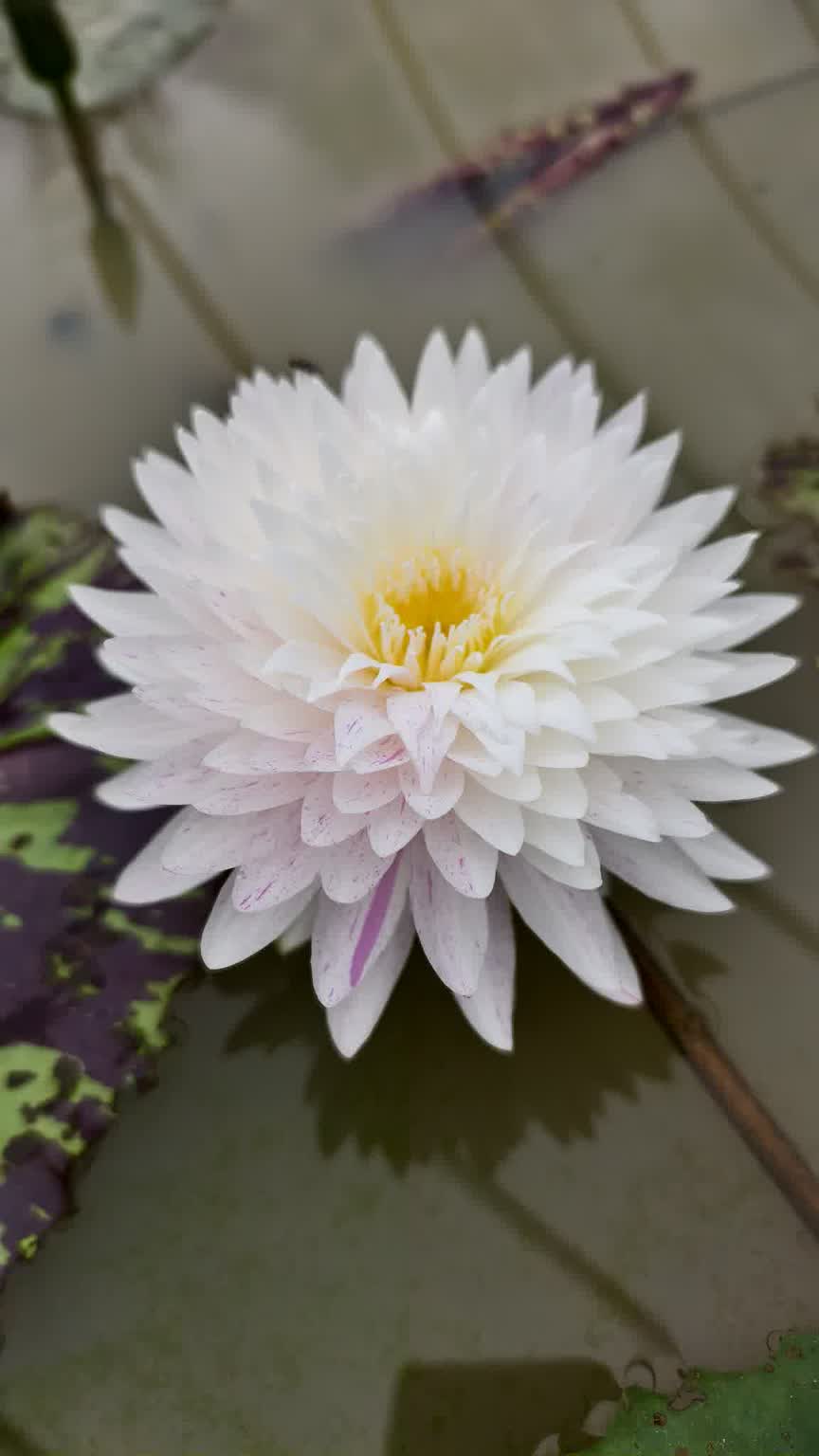 IMG_20251201_074631_1