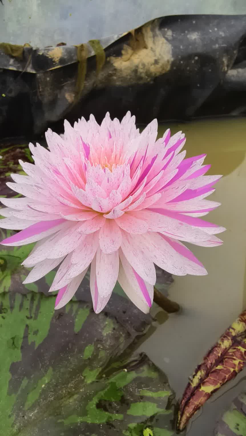 IMG_20251202_074601_1