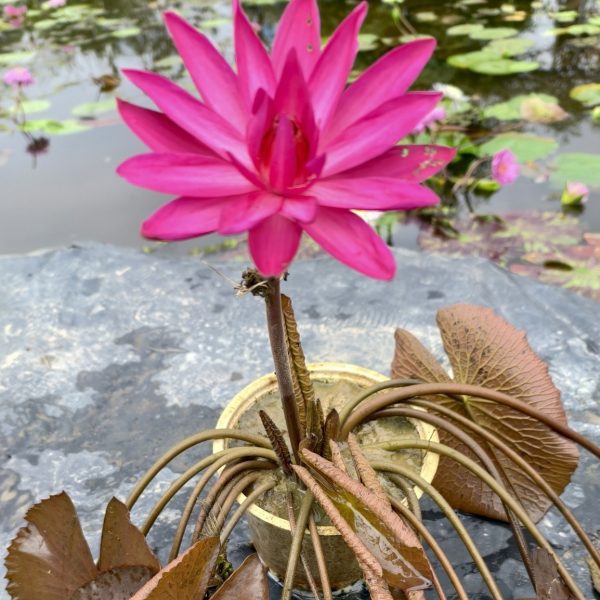 cây hoa súng mỹ hồng