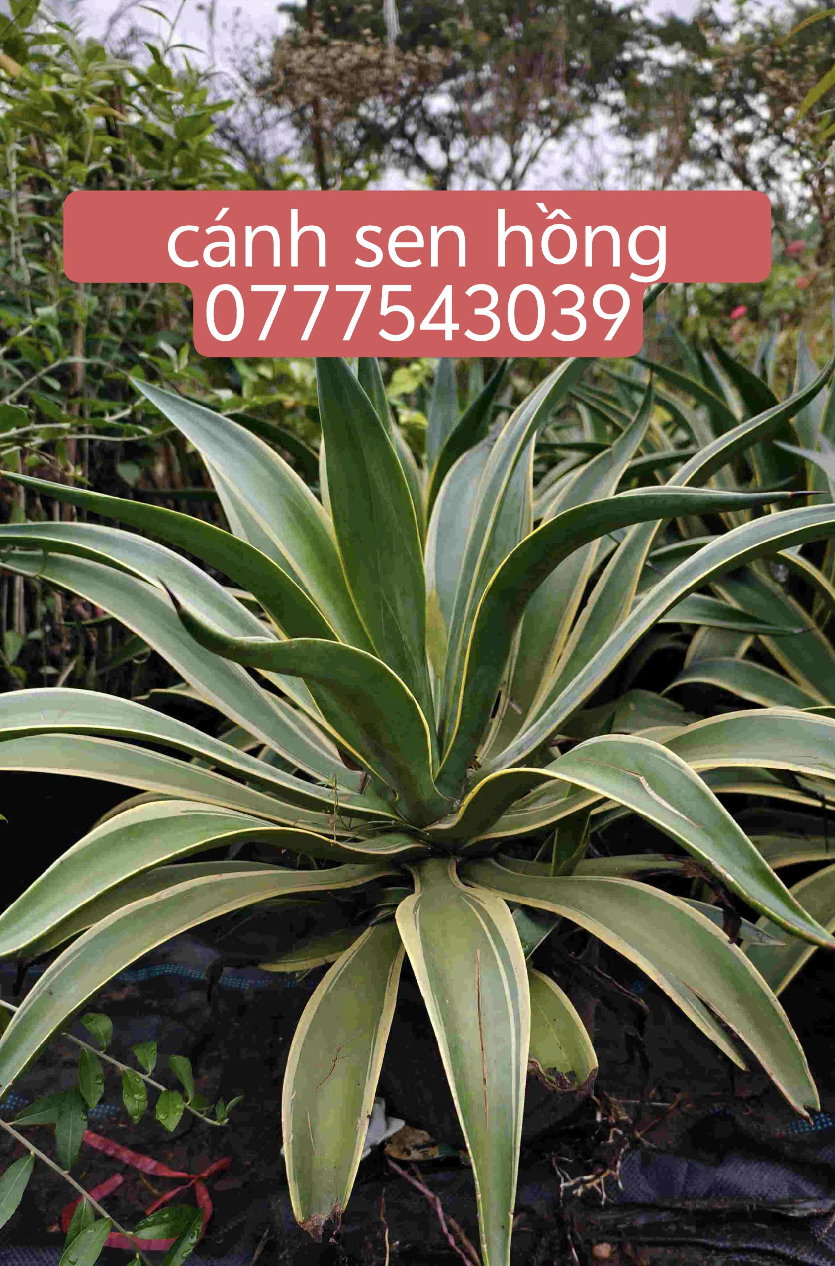 z7315126336254_2a33d6b4be4df7bd4483aaa2fa14c322