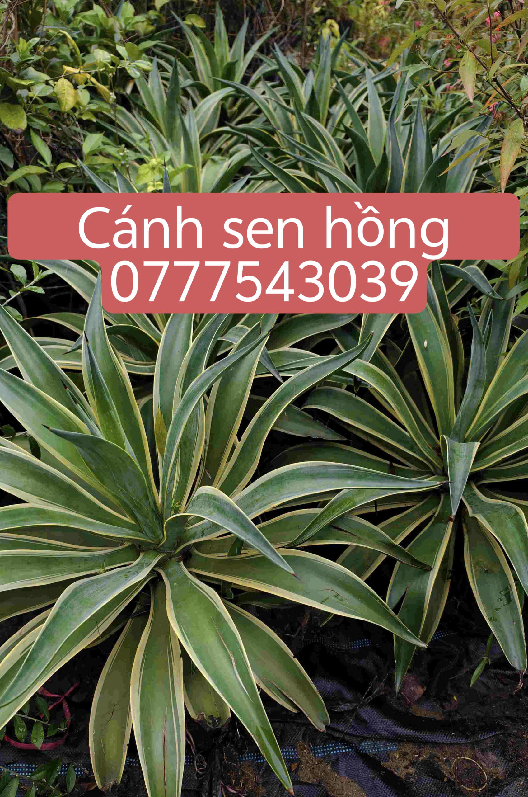 z7315126347165_c862c8d616f24738598c09d6124e8833