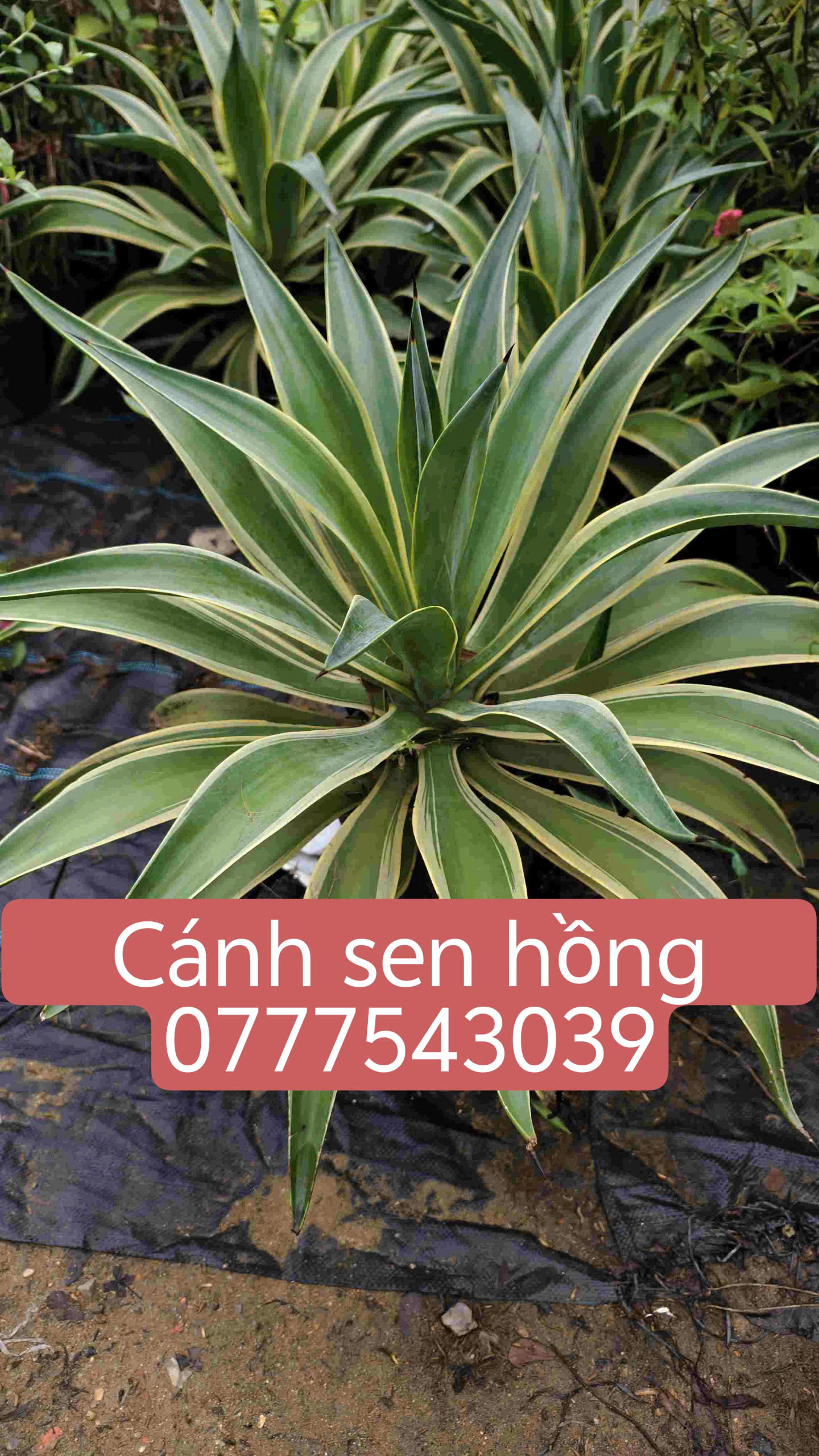 z7315126348174_ad500b653e40792f34a62f0c8ba98bd5