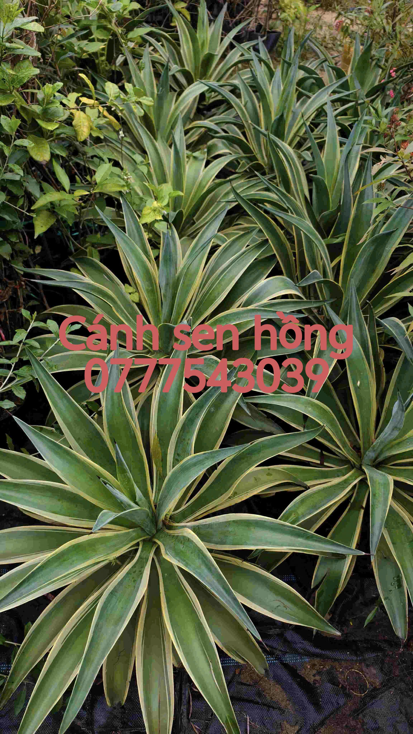 z7315126354677_8b6f2190b96f8cbc2b2d5b0ddfbdac43