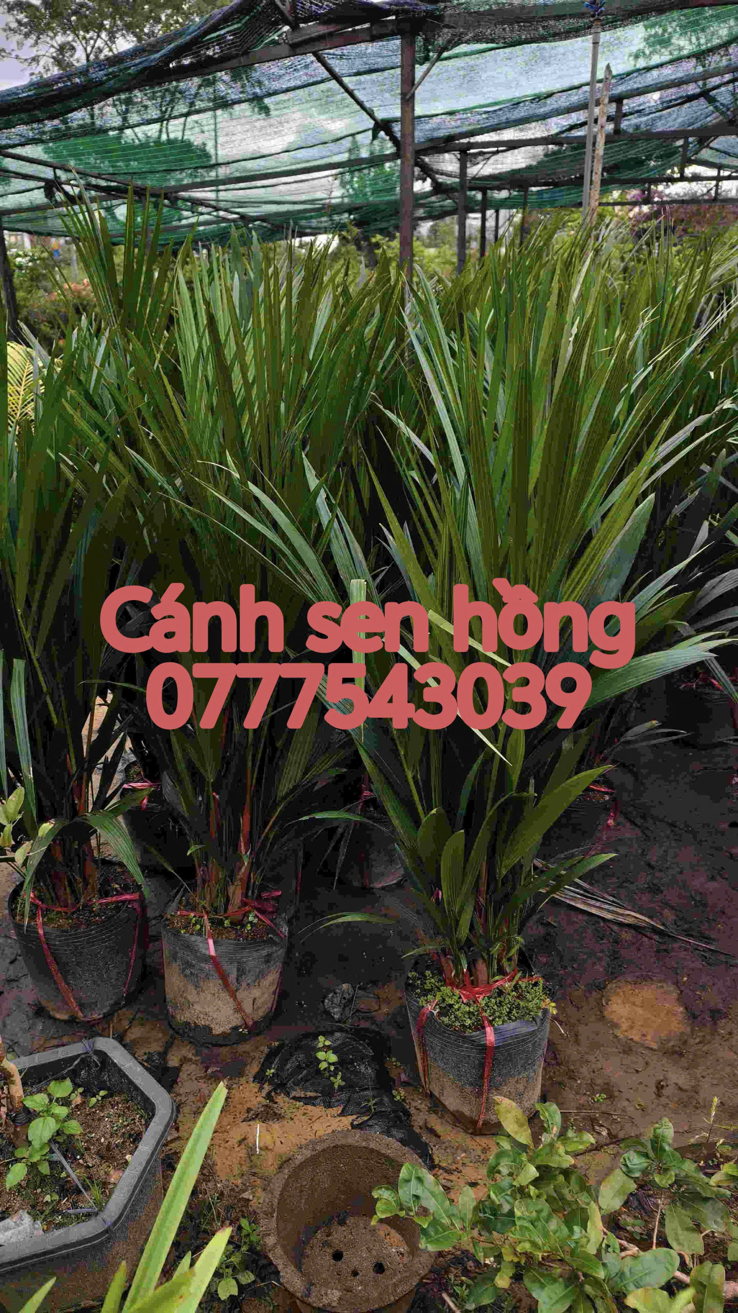 z7315126379066_faba0d2e67fc1353790eb00a575333fa