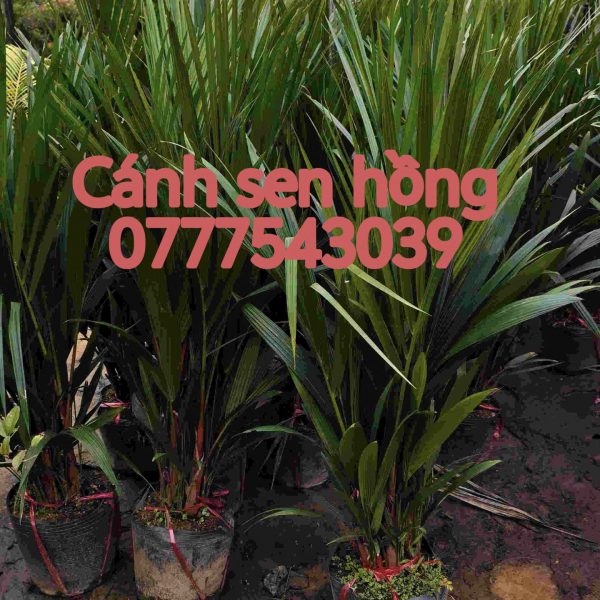 Cây cau thân đỏ