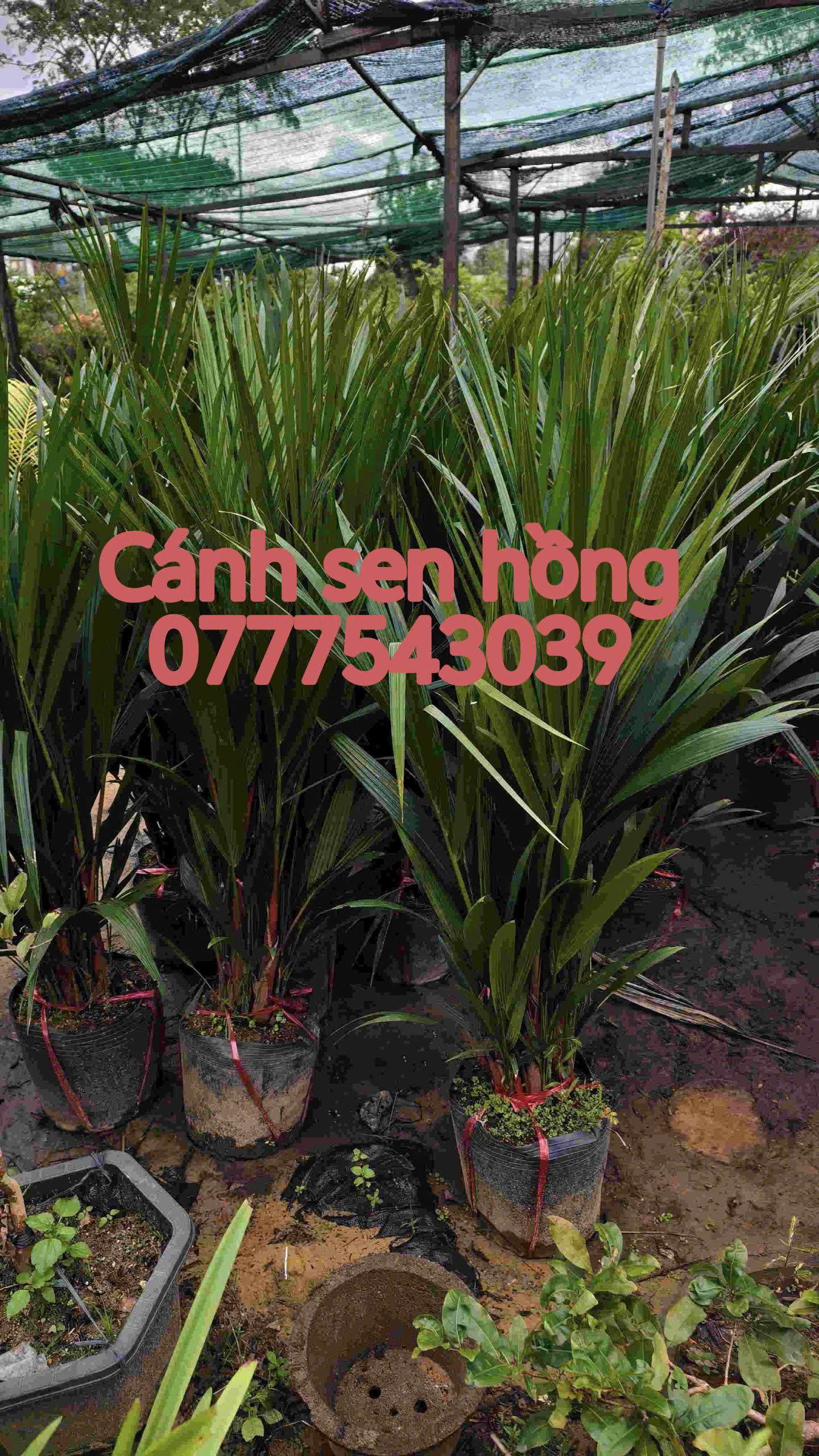 z7315126379067_5cc025598deadd01ace5c1677a60840d