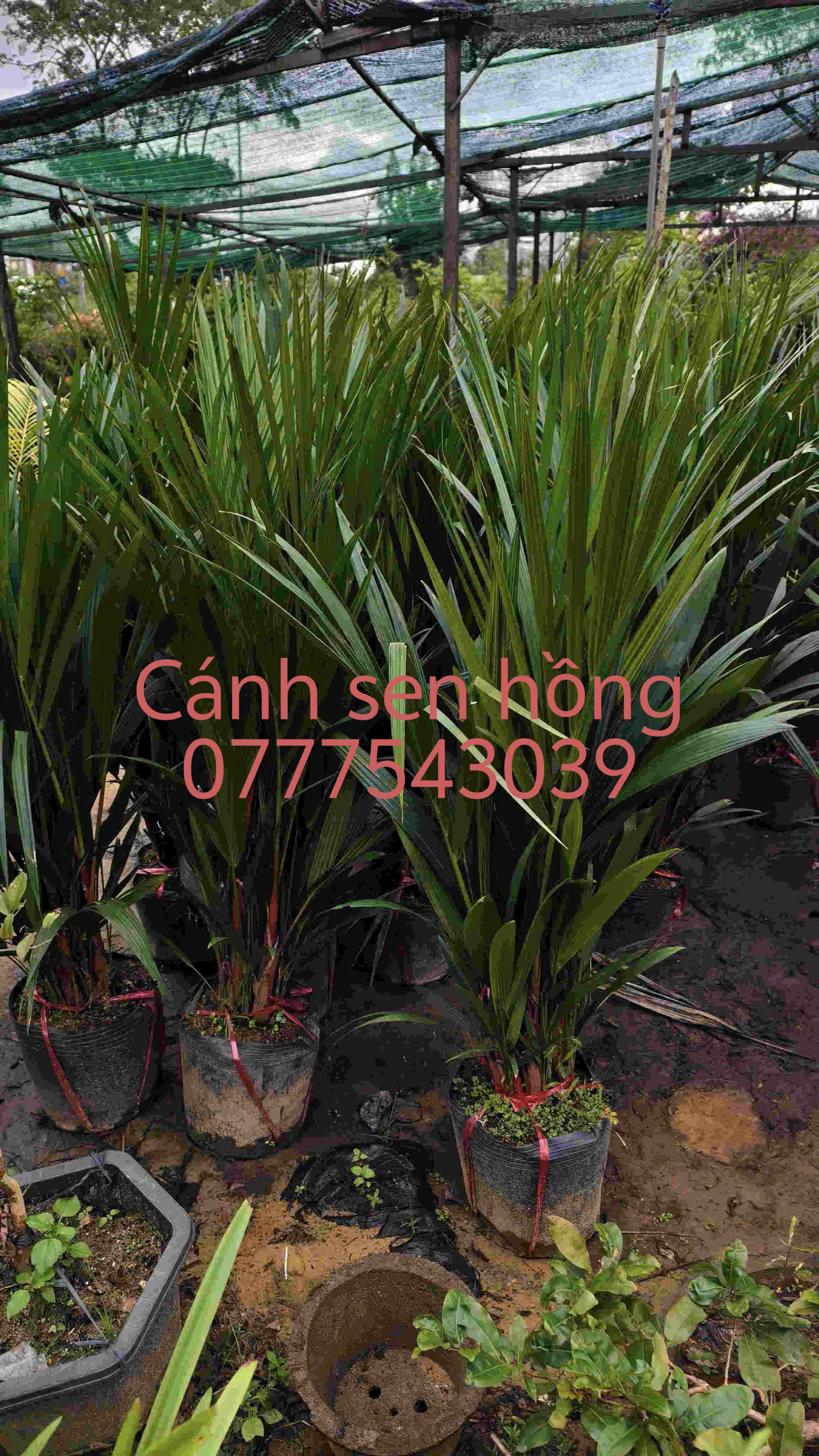 z7315126379792_0eff296fd26de608a24ed1f21ad521aa