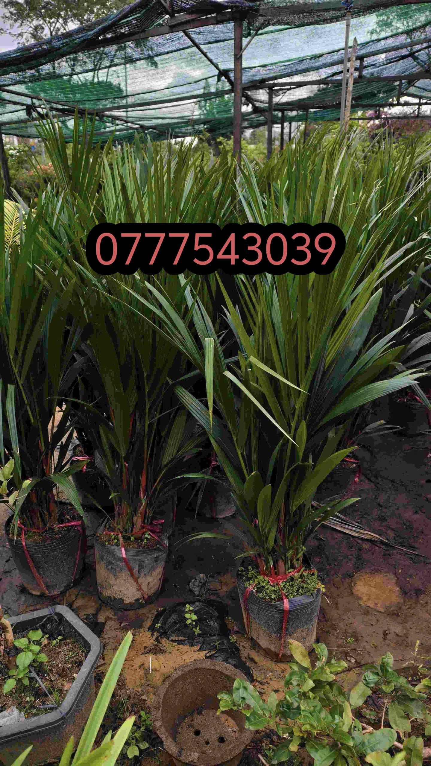 z7315126387943_58e111613b138042fa240632c10416b8