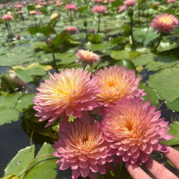Hoa súng Hasabadin(Khao cam)