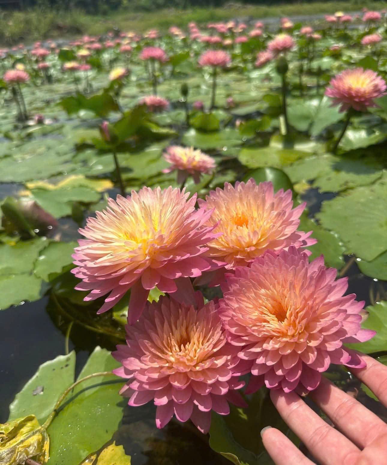 z7328076198687_aac23ce383b2a5ed982b1d77b2dd5b54