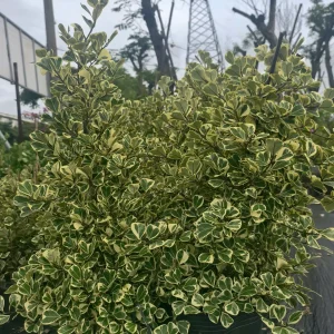 cay-da-tam-phuc-da-nang-san-vuon