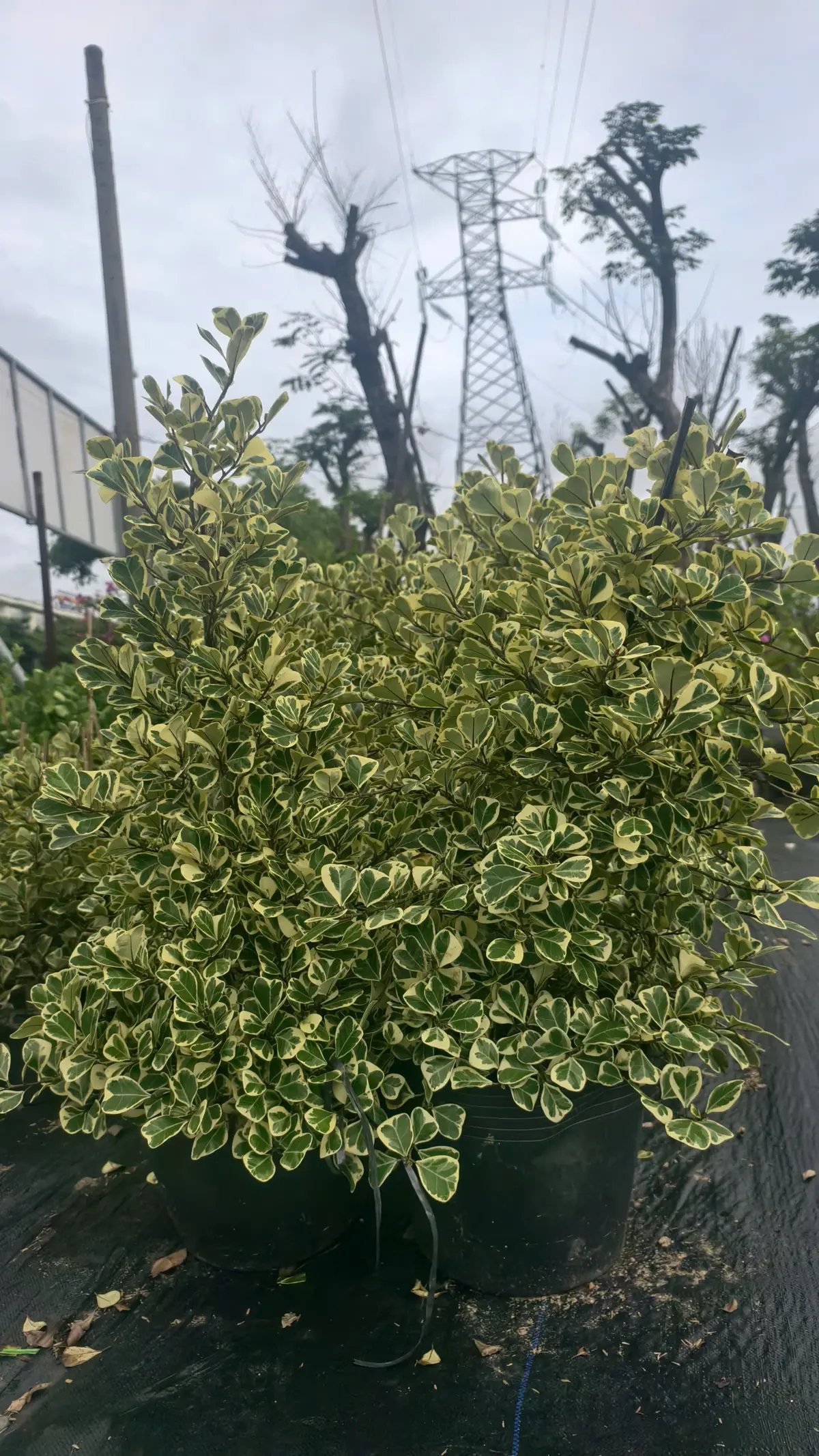 cay-da-tam-phuc-da-nang-san-vuon