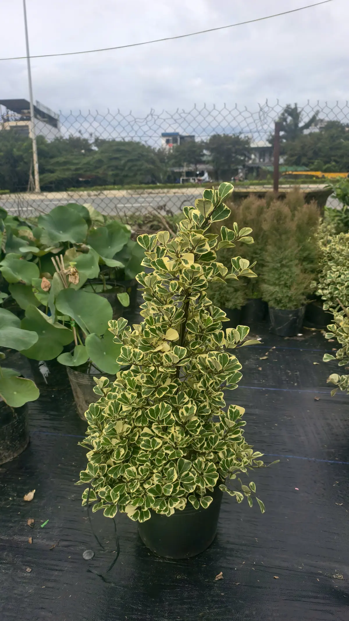 cay-da-tam-phuc-da-nang