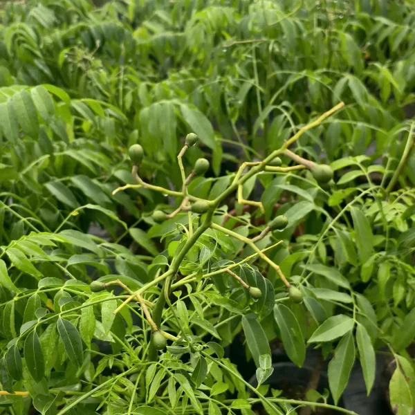 CÂY CÓC THÁI – ĐẶC ĐIỂM, Ý NGHĨA, GIÁ BÁN VÀ CÁCH TRỒNG CHĂM SÓC